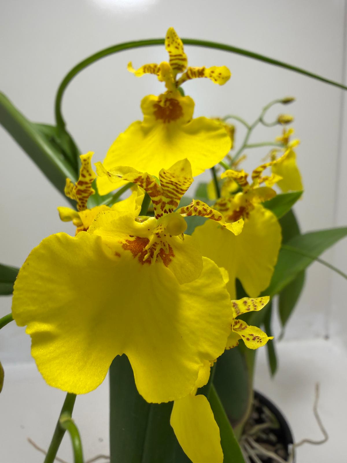 Oncidesa Saint Dawn Gold