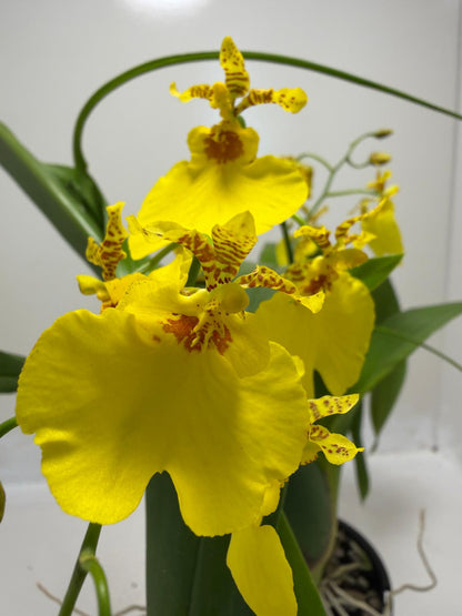 Oncidesa Saint Dawn Gold