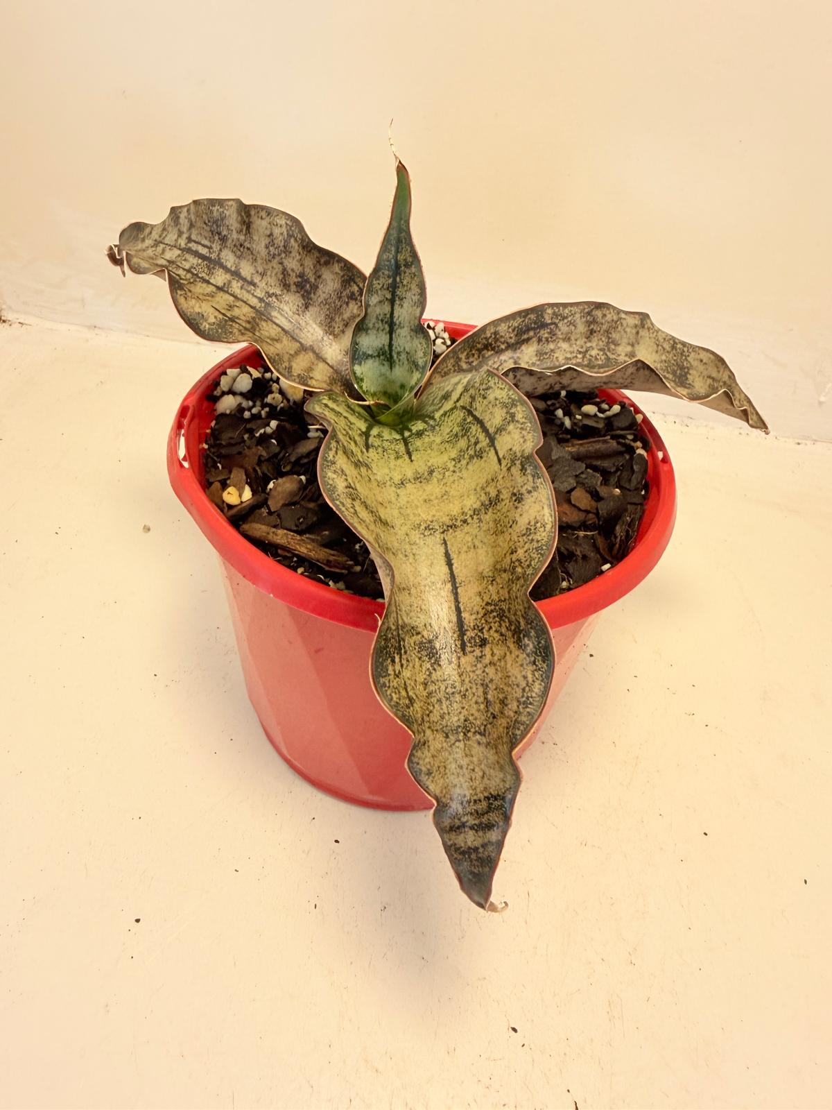 Sansevieria Kirkii Coppertone