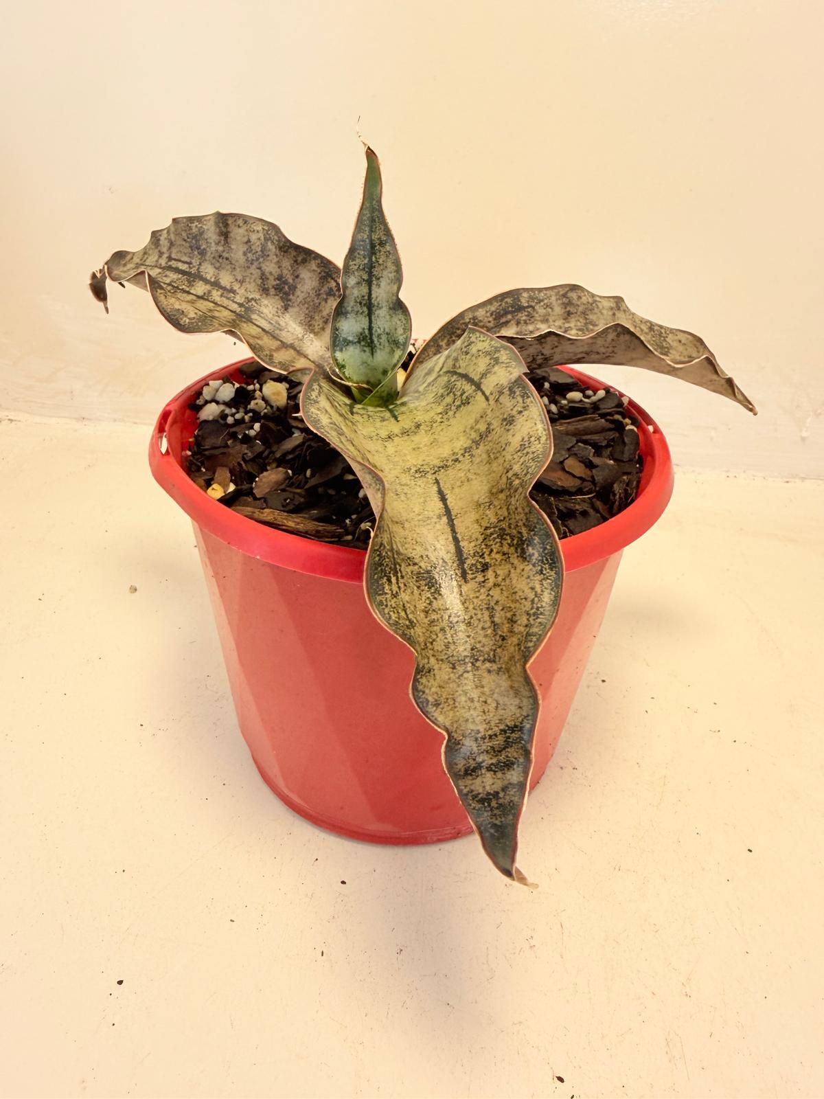 Sansevieria Kirkii Coppertone