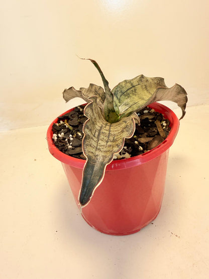 Sansevieria Kirkii Coppertone