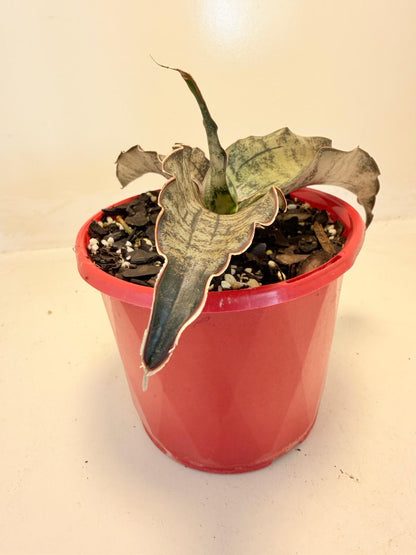 Sansevieria Kirkii Coppertone