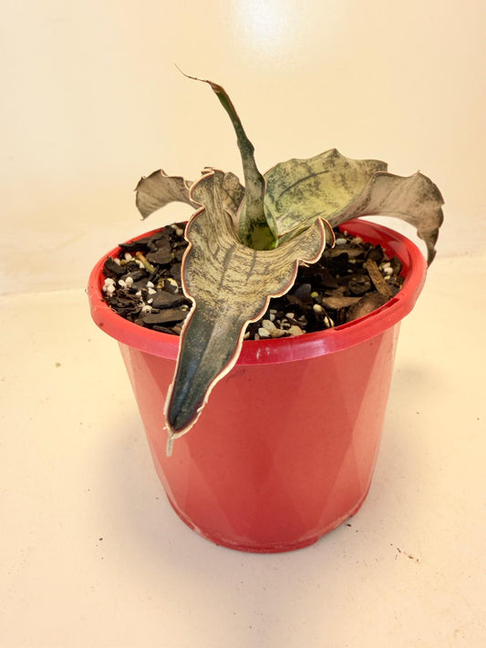 Sansevieria Kirkii Coppertone