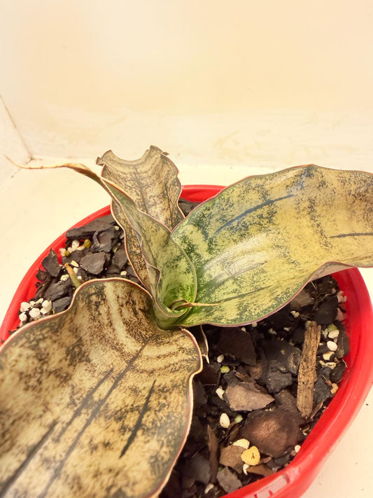 Sansevieria Kirkii Coppertone