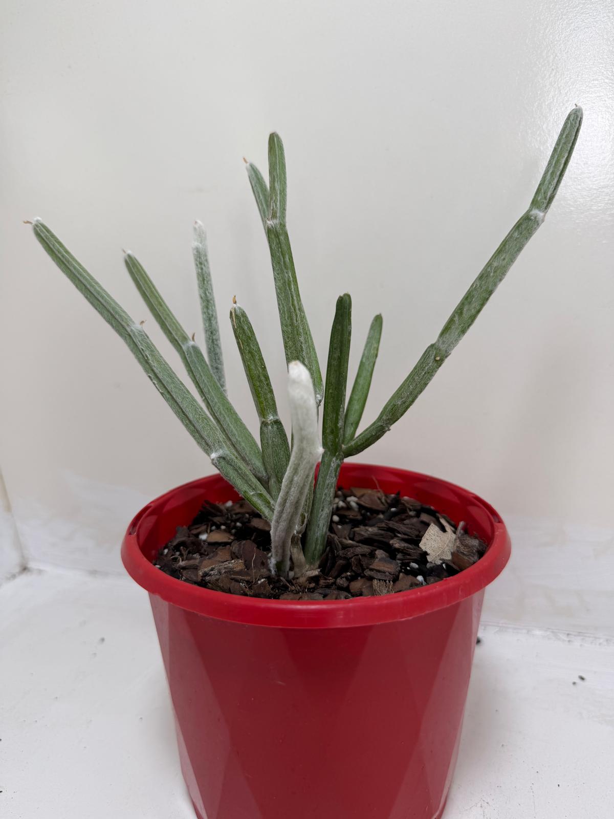 Seyrigia Humbertii "Snow stick "