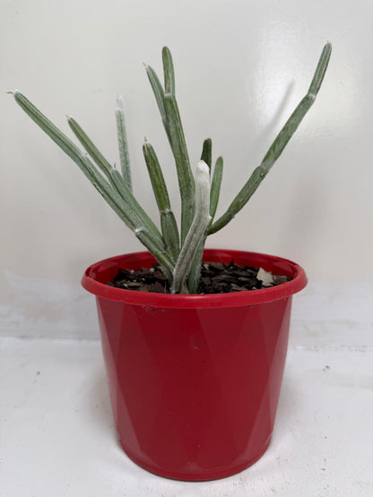 Seyrigia Humbertii "Snow stick "