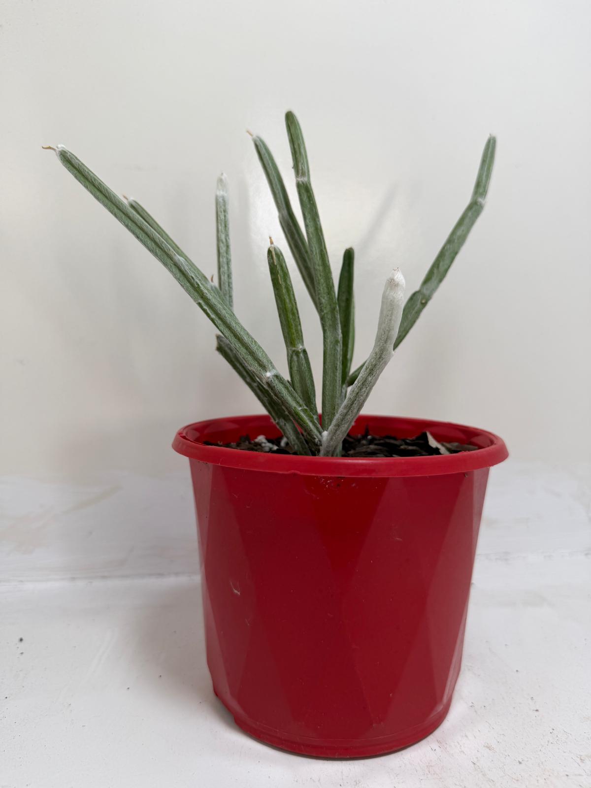 Seyrigia Humbertii "Snow stick "