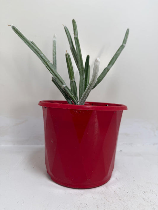 Seyrigia Humbertii "Snow stick "