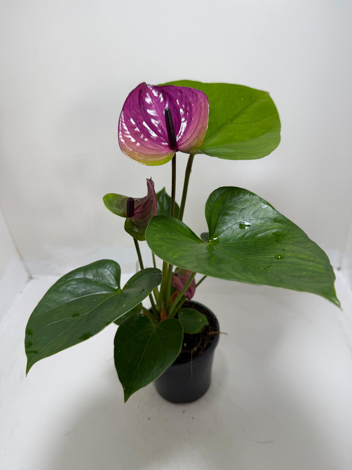 Anthurium ‘Tesoro’