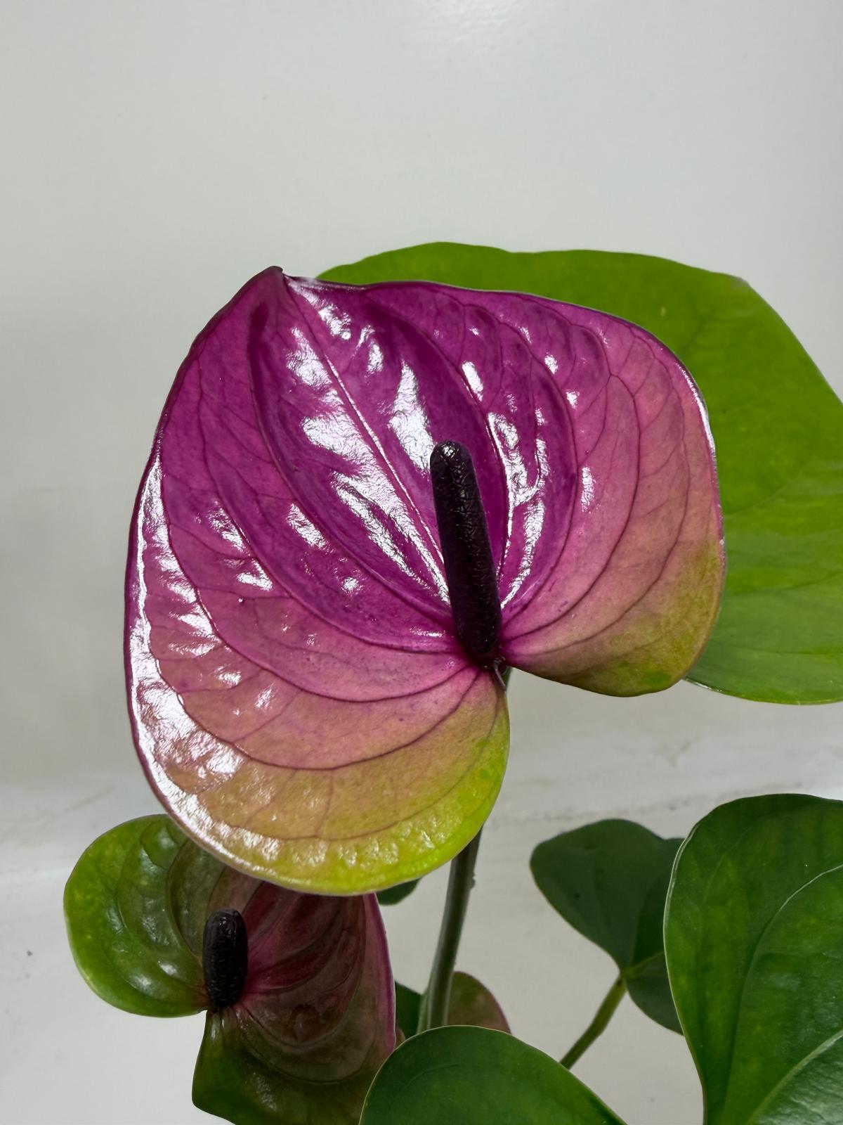 Anthurium ‘Tesoro’