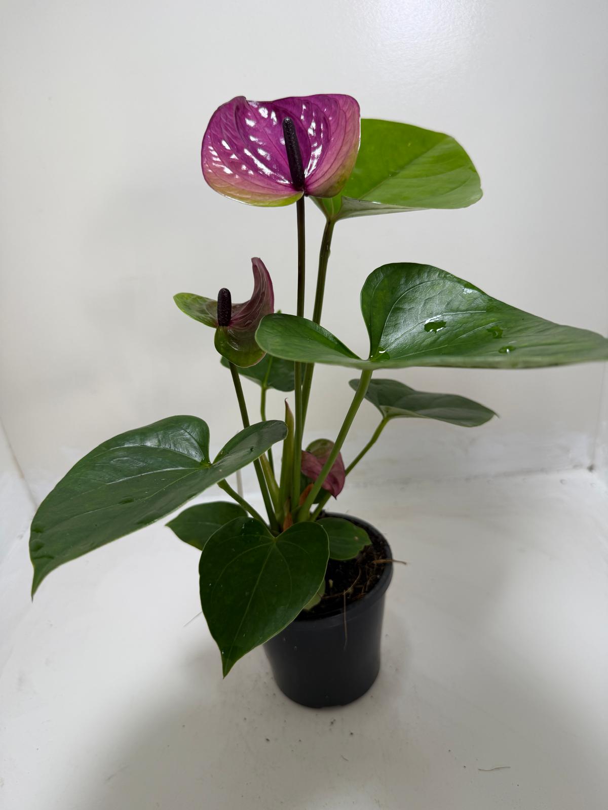 Anthurium ‘Tesoro’