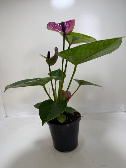 Anthurium ‘Tesoro’