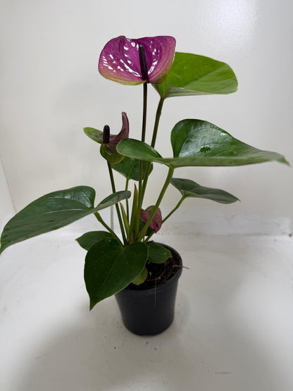 Anthurium ‘Tesoro’
