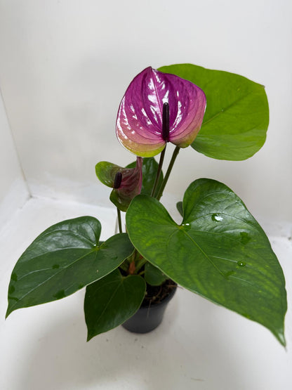 Anthurium ‘Tesoro’