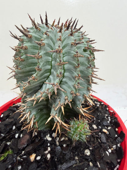 Euphorbia Horrida ‘Striata’