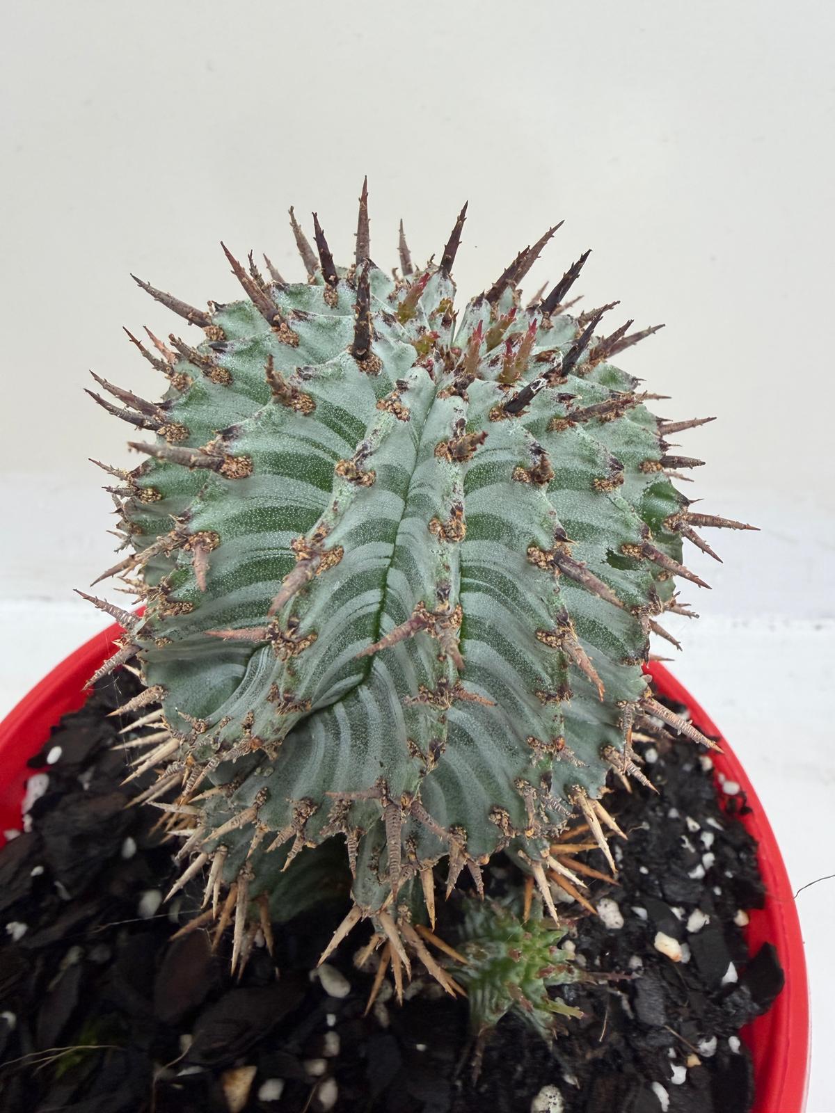 Euphorbia Horrida ‘Striata’