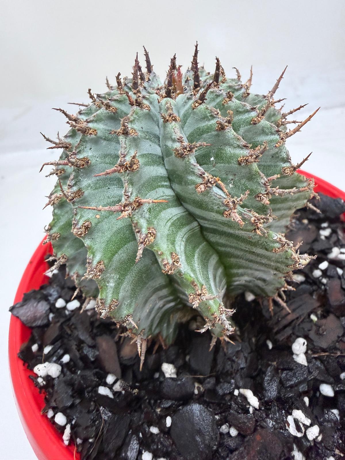 Euphorbia Horrida ‘Striata’