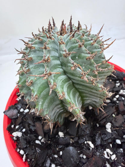 Euphorbia Horrida ‘Striata’