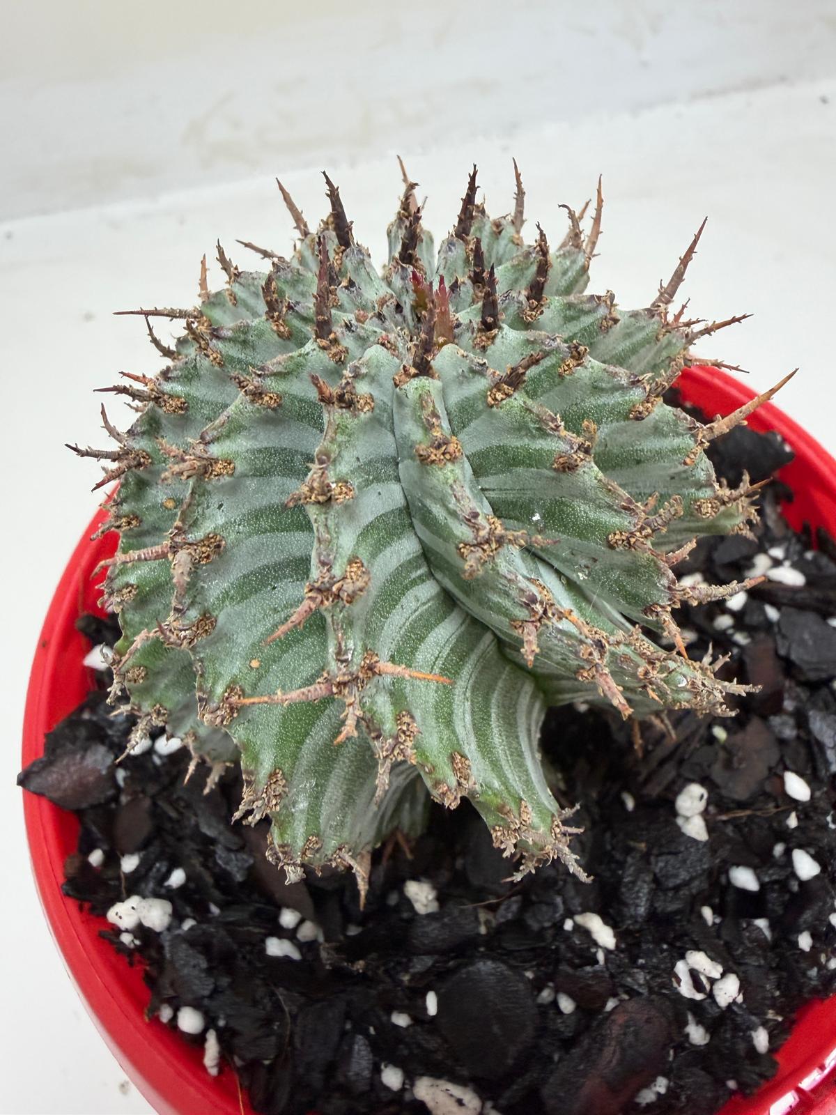 Euphorbia Horrida ‘Striata’
