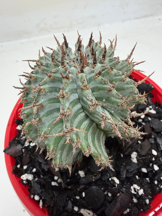 Euphorbia Horrida ‘Striata’