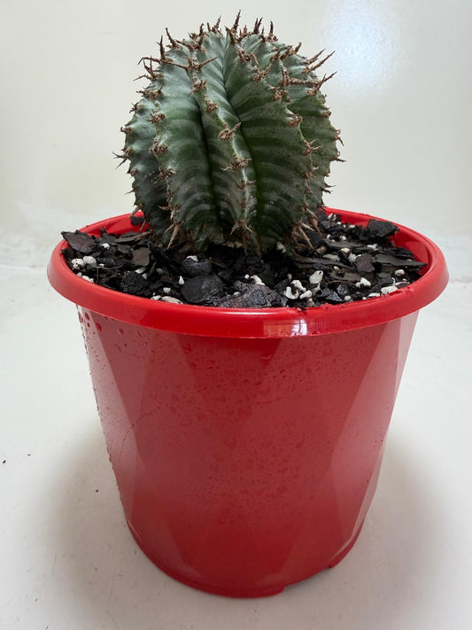 Euphorbia Horrida ‘Striata’