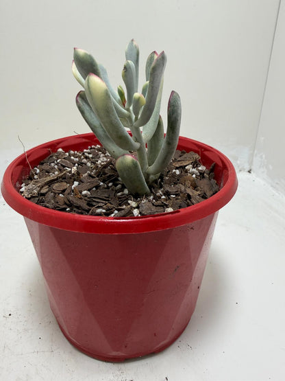 Variegated Pig's Ear | Cotyledon Orbiculata Variegata