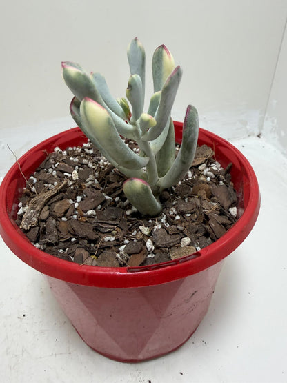 Variegated Pig's Ear | Cotyledon Orbiculata Variegata