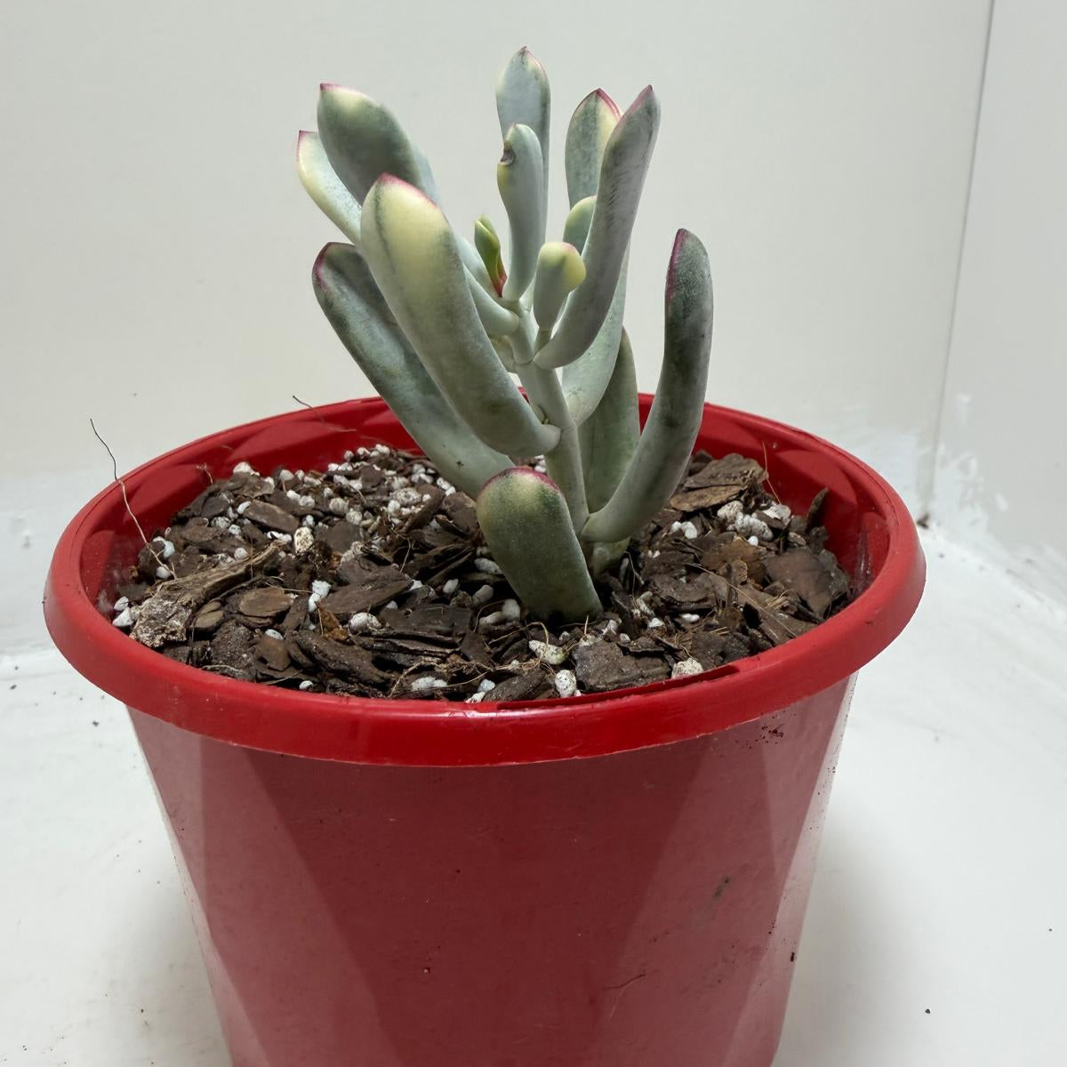 Variegated Pig's Ear | Cotyledon Orbiculata Variegata