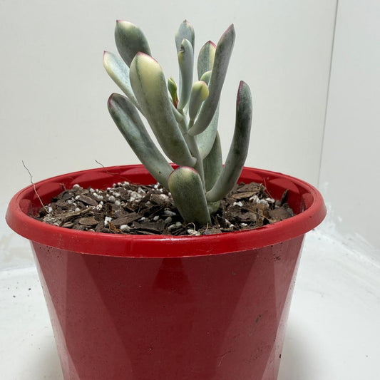 Variegated Pig's Ear | Cotyledon Orbiculata Variegata