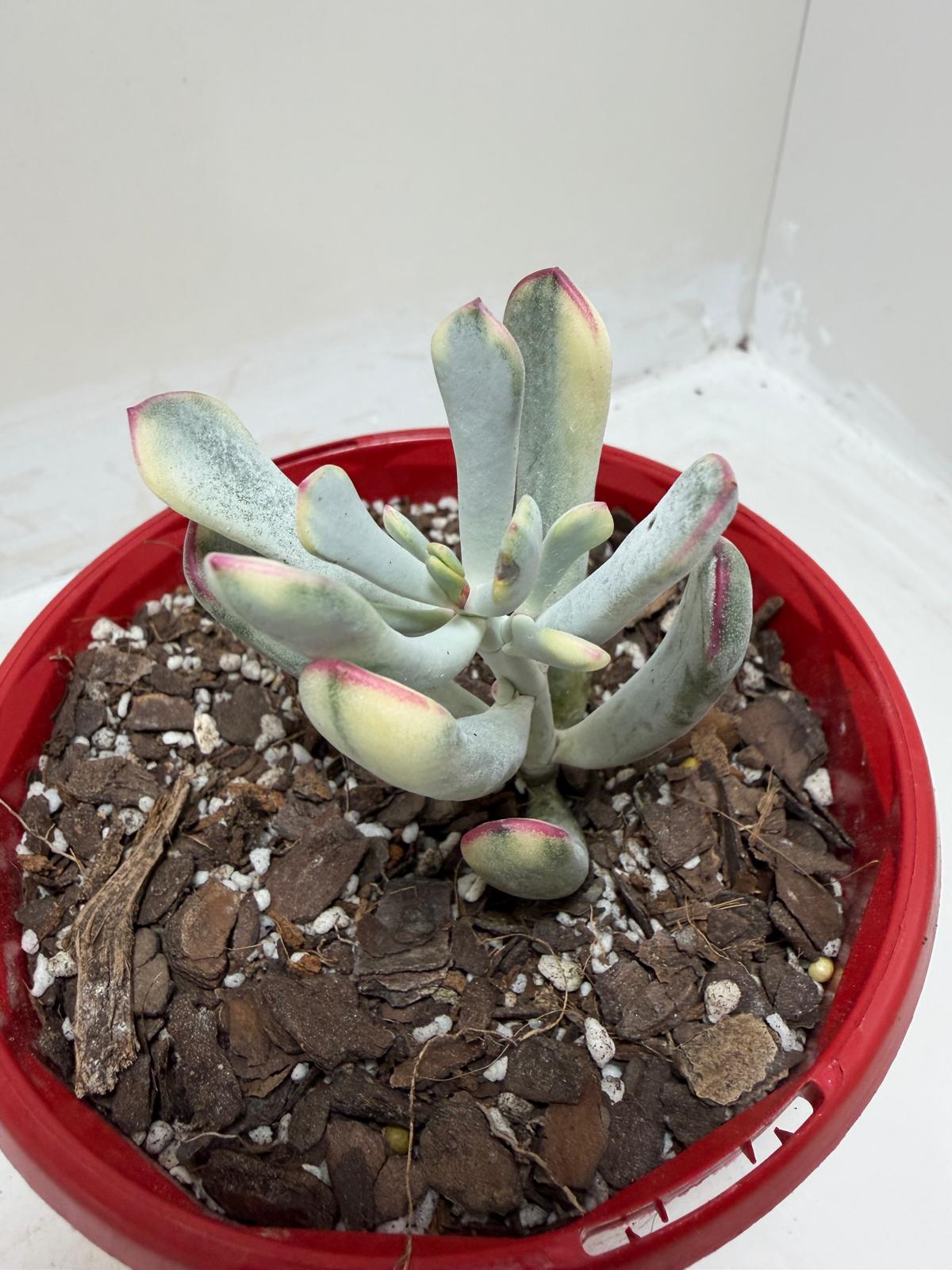 Variegated Pig's Ear | Cotyledon Orbiculata Variegata