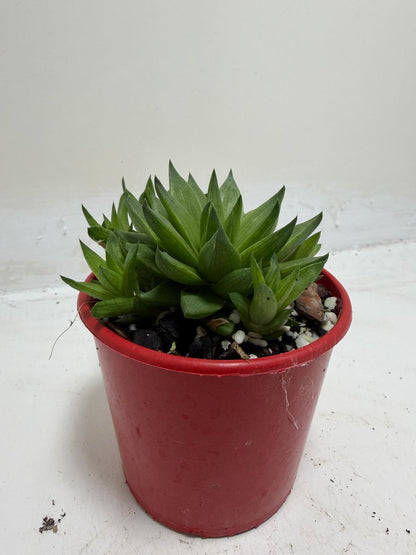 Haworthia Marumiana var. Batesiana