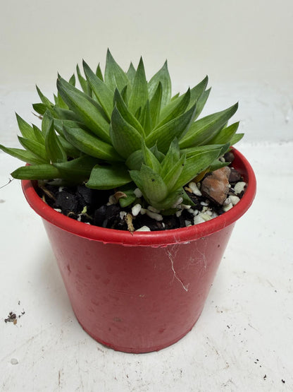 Haworthia Marumiana var. Batesiana