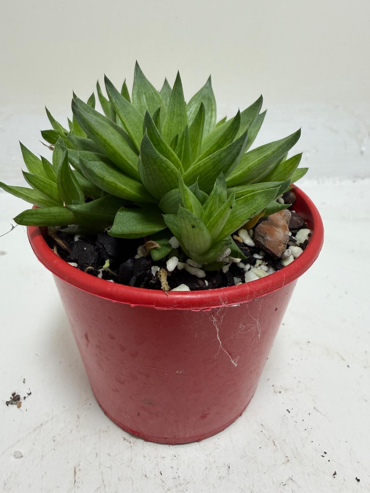 Haworthia Marumiana var. Batesiana