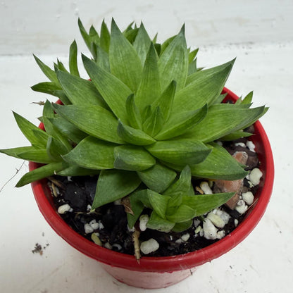 Haworthia Marumiana var. Batesiana