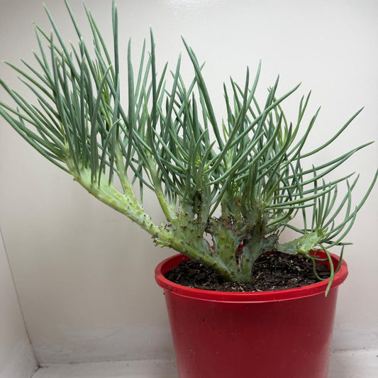 Mermaid Tail #198 : Crested Senecio Talinoides