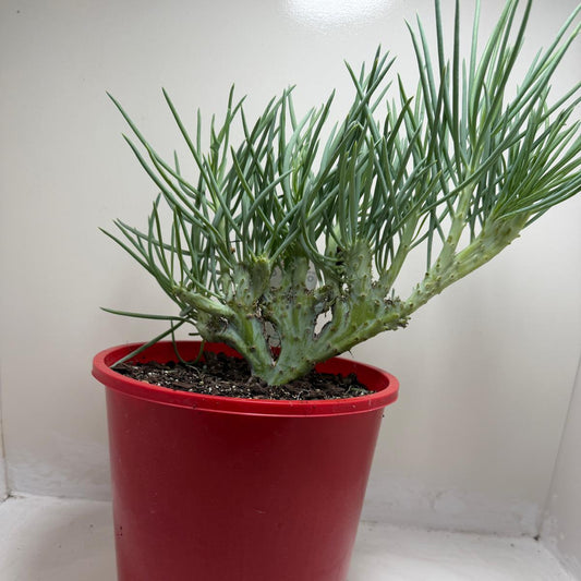 Mermaid Tail #198 : Crested Senecio Talinoides