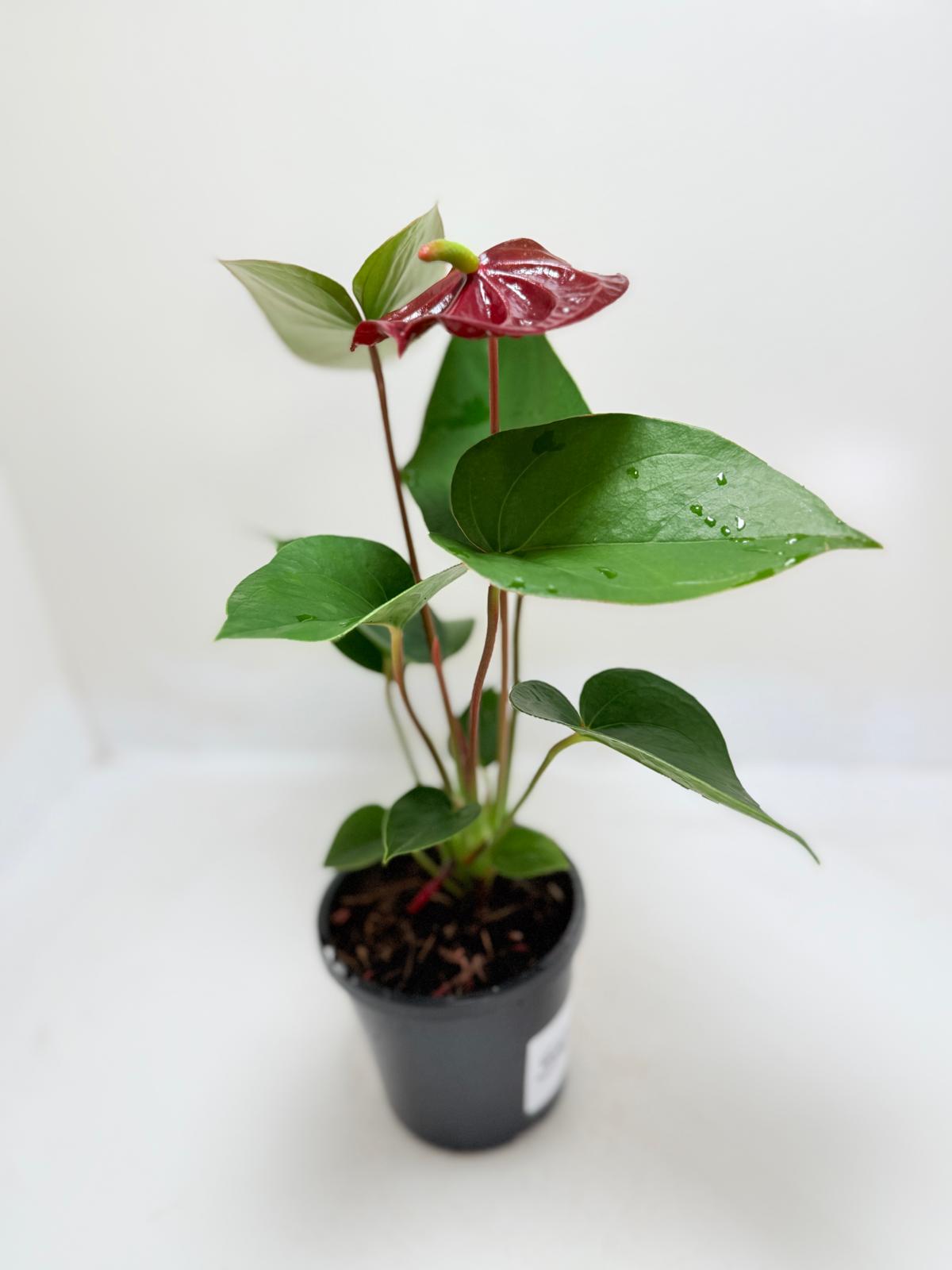 Anthurium Sempre
