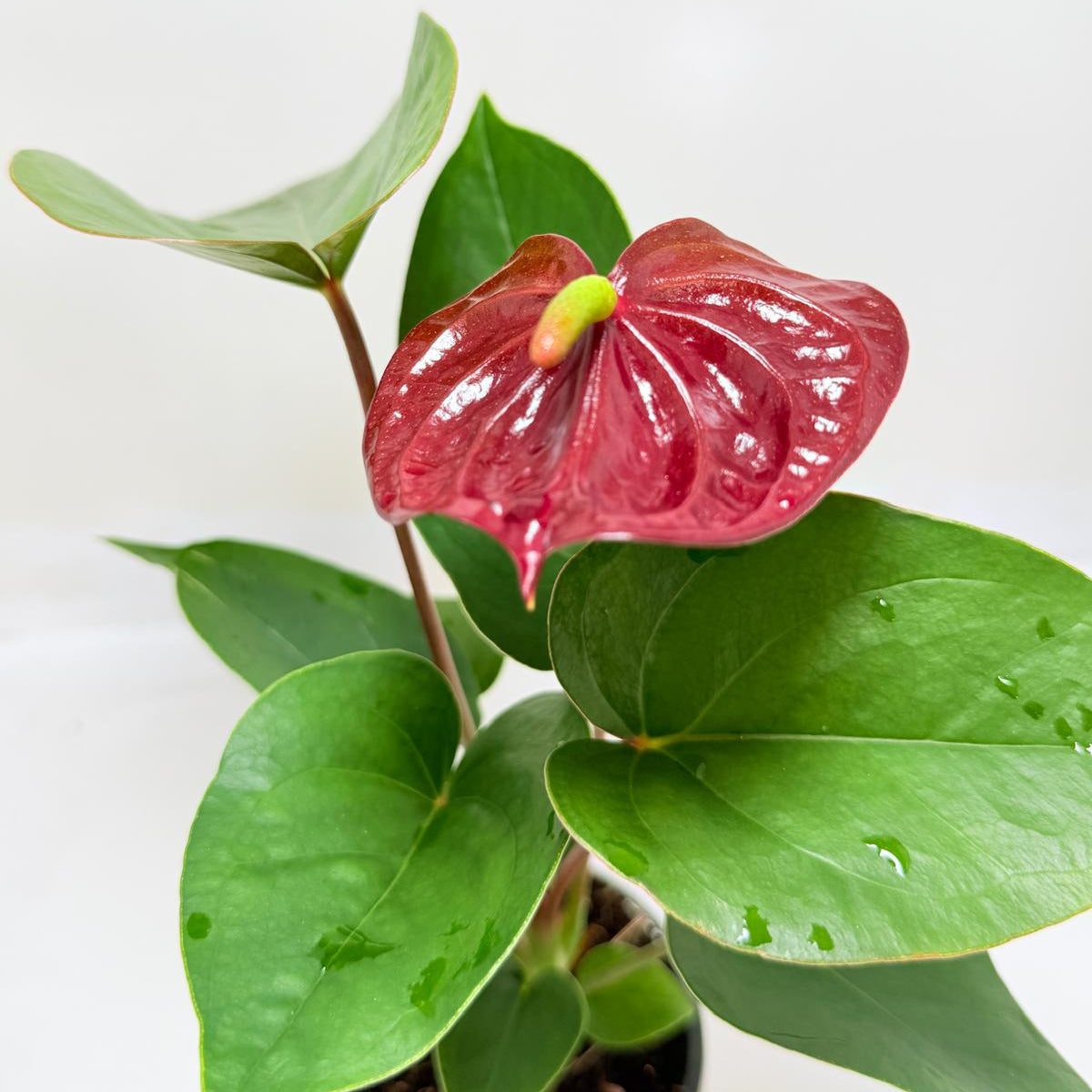 Anthurium Sempre
