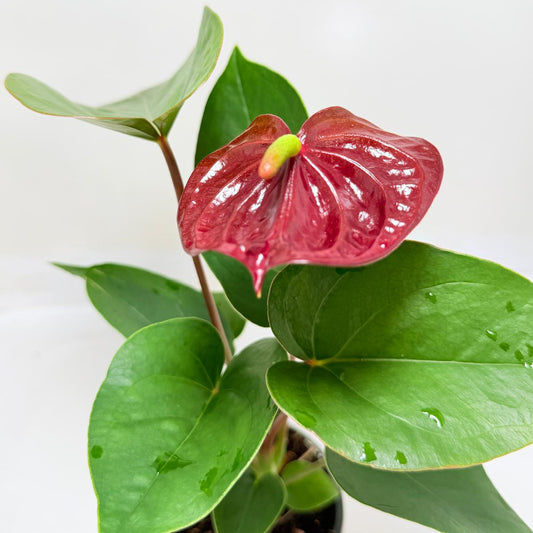 Buy Anthurium Sempre | Statement Indoor Plant