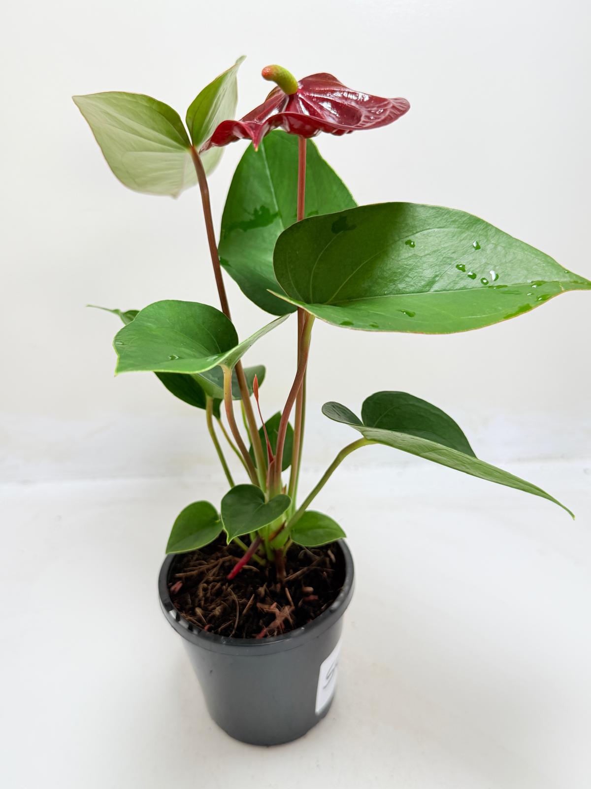Anthurium Sempre