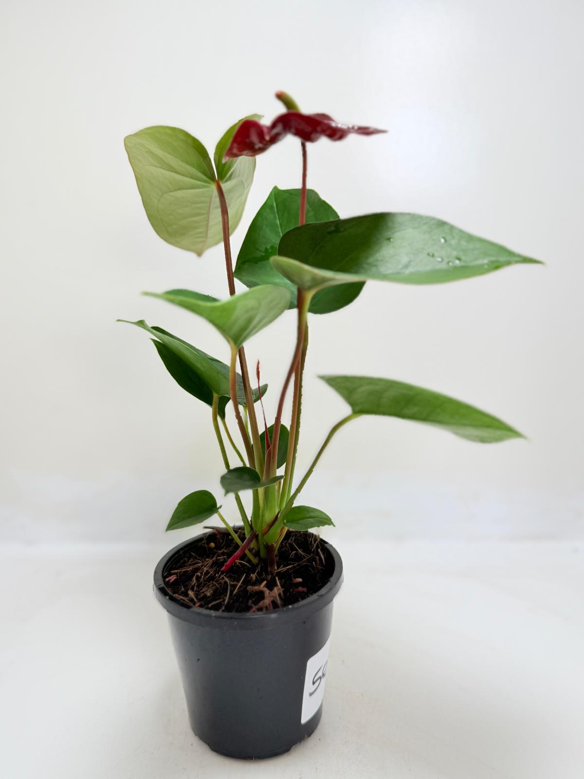 Anthurium Sempre