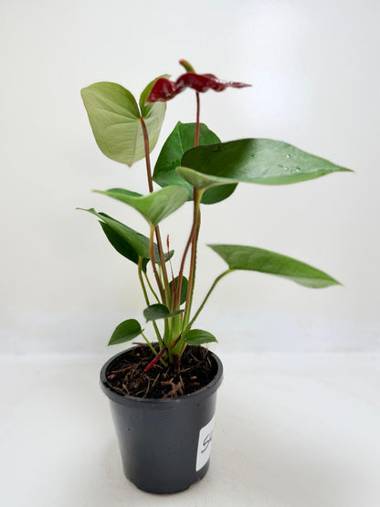 Anthurium Sempre