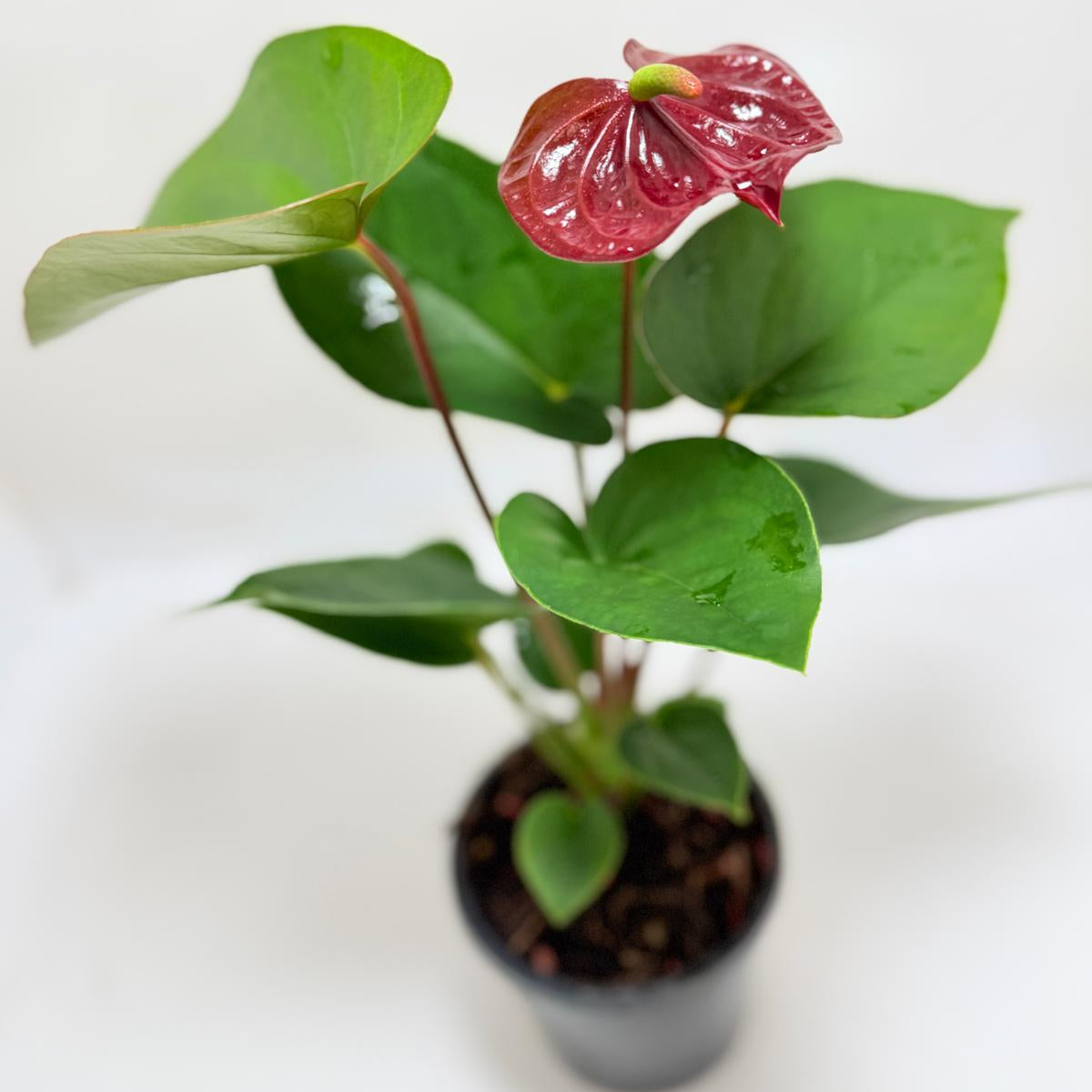 Anthurium Sempre