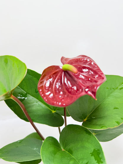 Anthurium Sempre