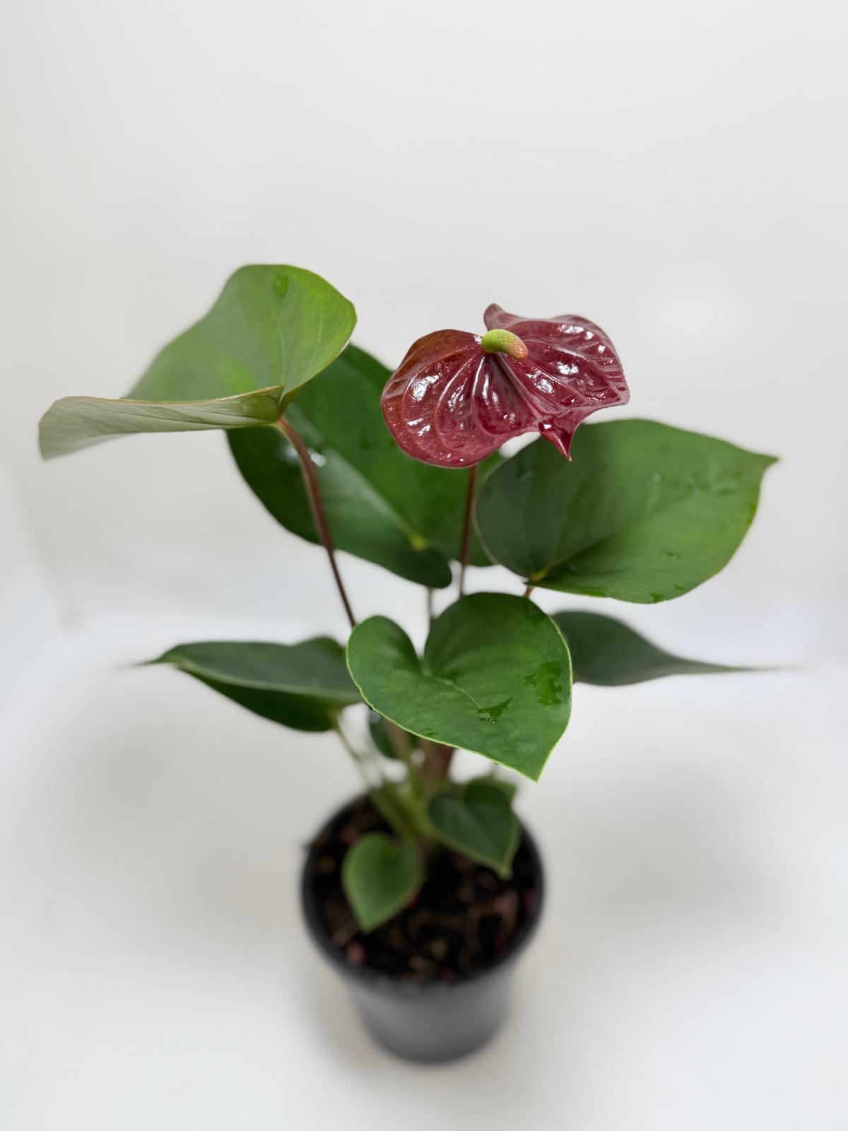 Anthurium Sempre