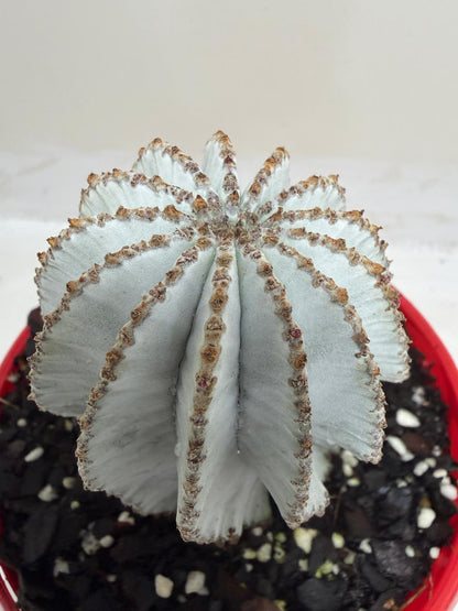 Euphorbia Polygona Snowflake