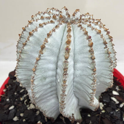 Euphorbia Polygona Snowflake