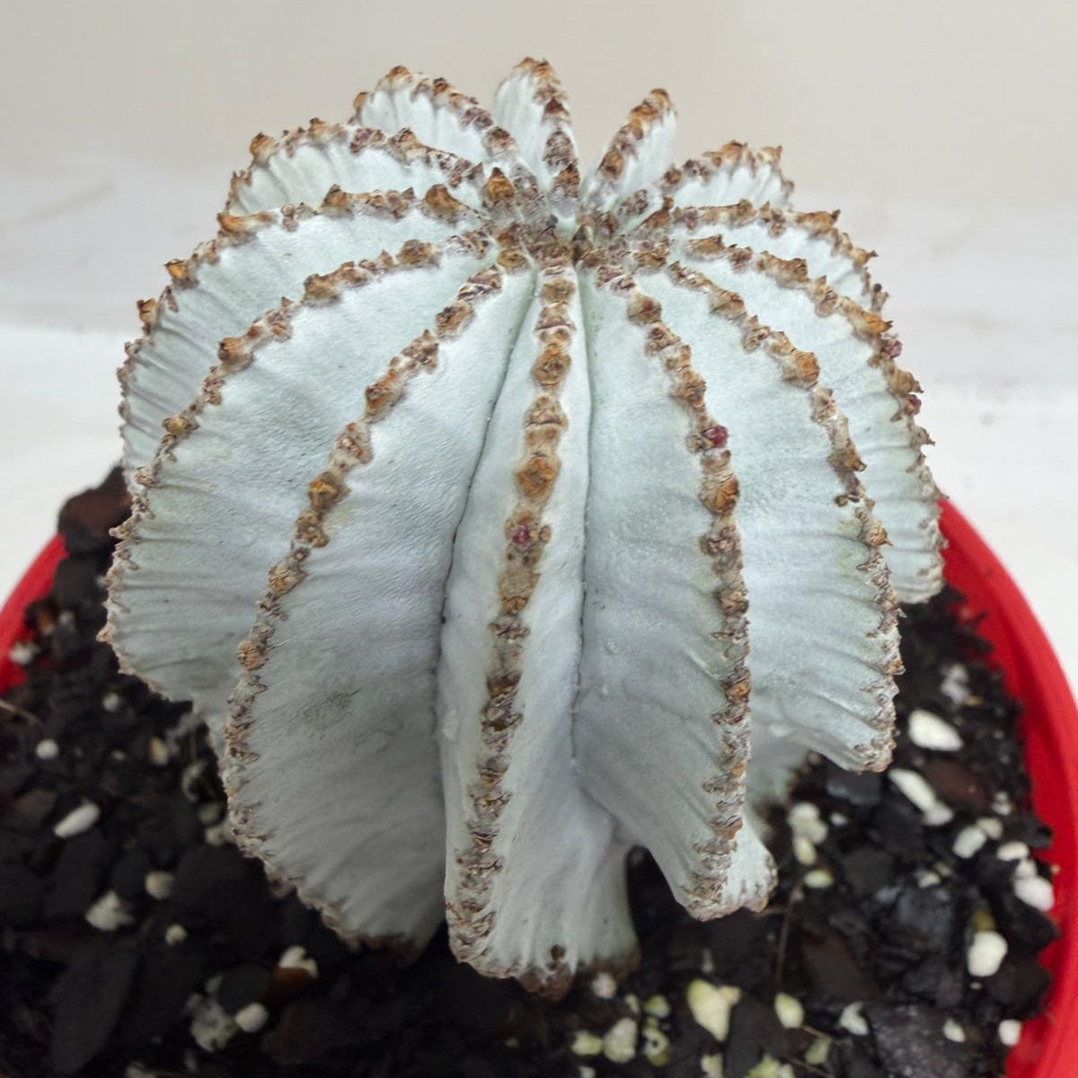 Euphorbia Polygona Snowflake