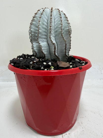 Euphorbia Polygona Snowflake