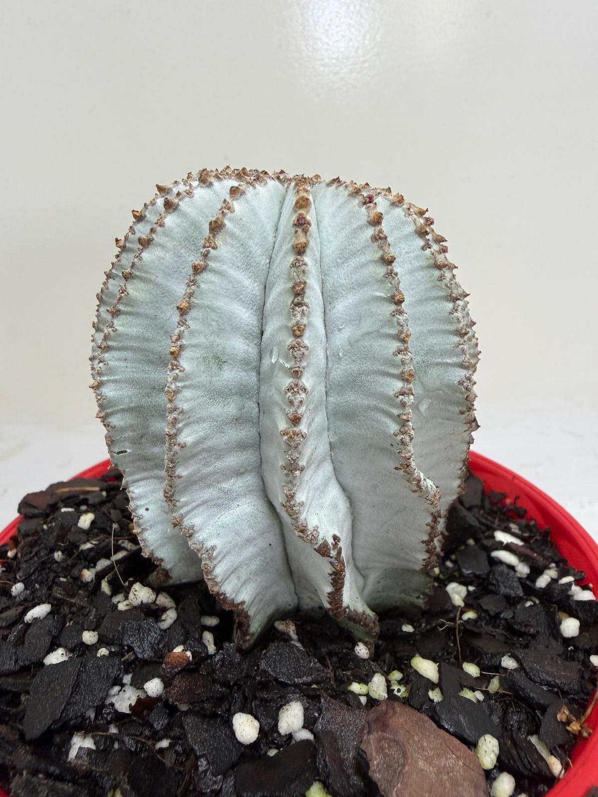 Euphorbia Polygona Snowflake